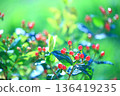 Red berries and flowers of hypericum shining with morning dew 136419235