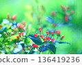 Red berries and flowers of hypericum shining with morning dew 136419236