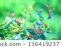 Red berries and flowers of hypericum shining with morning dew 136419237