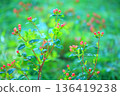 Red berries and flowers of hypericum shining with morning dew 136419238