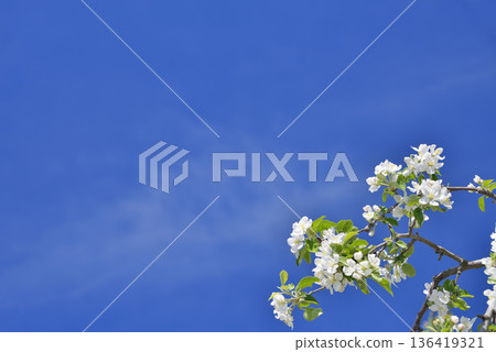 Apple flowers 136419321