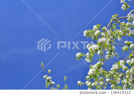蘋果花 蘋果花 136419322