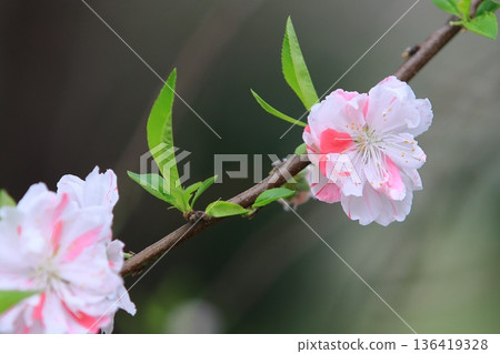 October cherry blossoms in bloom - Small petaled cherry blossoms 136419328