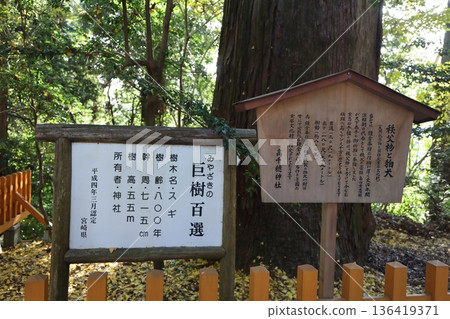 高千穗神社的大杉,日本百大名樹之一,位於宮崎縣高千穗町 高千穗神社的大杉,日本百大名樹之一,位於宮崎縣高千穗町 136419371
