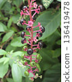 A Western variety of pokeweed with purple berries 136419478