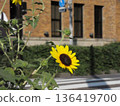 Brick building and sunflowers 136419700