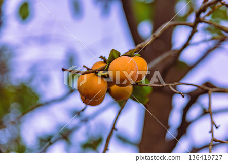 Ripe persimmon 136419727