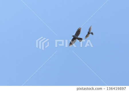 活物，野生鳥類，一隻蒼鷹和一隻雀鷹正在搏鬥。體型較小的雀鷹似乎佔了上風。 136419897