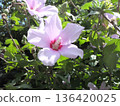 Pink colorful flower flowers 136420025