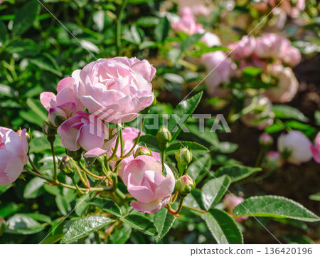 Pink rose flowers are blooming in the rose garden Pink rose flowers are blooming in the rose garden 136420196