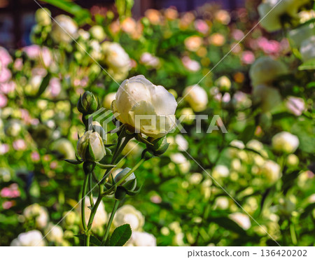 Pink rose flowers are blooming in the rose garden Pink rose flowers are blooming in the rose garden 136420202