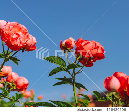 發光在藍天的羅斯 136420206