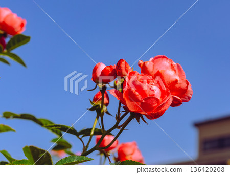 發光在藍天的羅斯 136420208