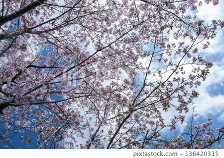 Cherry blossoms in full bloom shining in the blue sky Cherry blossoms in full bloom shining in the blue sky 136420315