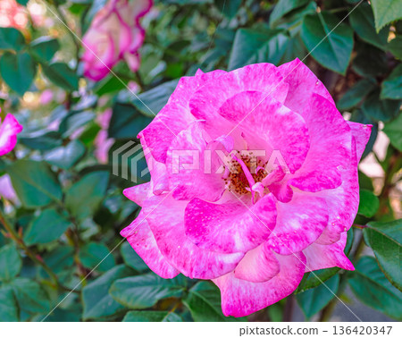 深粉色玫瑰 136420347