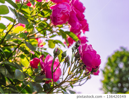 一朵紅玫瑰 136420349