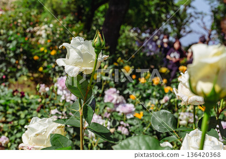 White Rose  136420368