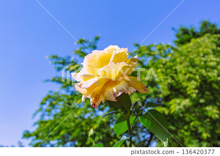 黃玫瑰 136420377