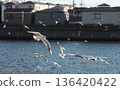 Seagulls flying in a flock 136420422