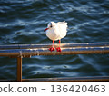 A black-headed gull standing on a riverbank railing 136420463