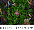 Autumn leaves falling on moss 136420476