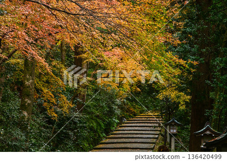 深秋白山姬神社的秋葉 136420499