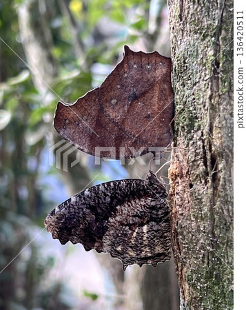 Close up of Butterfly on the branch of a tree in the rainforest Close up of Butterfly on the branch of a tree in the rainforest 136420511