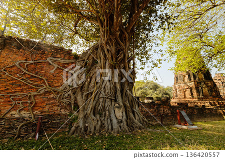 泰國阿瑜陀耶府瑪哈泰寺，佛頭被樹根包裹。 136420557