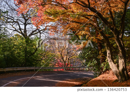 Beautiful autumn leaves on Mt. Utatsu Beautiful autumn leaves on Mt. Utatsu 136420753