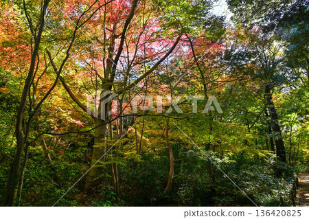 金澤城公園，秋葉美麗 136420825