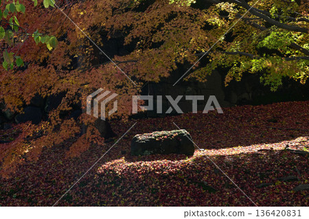 金澤城公園，秋葉美麗 136420831