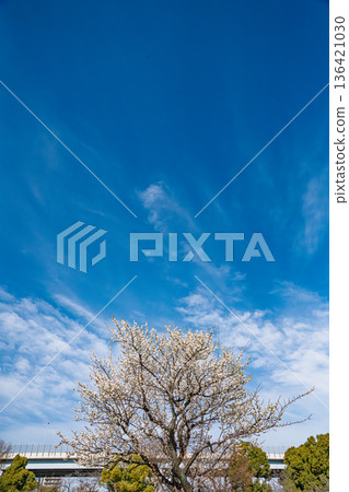 White clouds floating in the sky of white plum blossoms and the blue sky of spring White clouds floating in the sky of white plum blossoms and the blue sky of spring 136421030