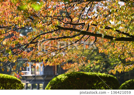 Kenrokuen in late autumn with beautiful autumn leaves Kenrokuen in late autumn with beautiful autumn leaves 136421059