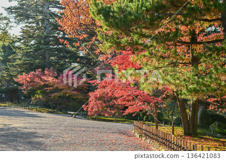 深秋的兼六園,紅葉美麗 深秋的兼六園,紅葉美麗 136421083