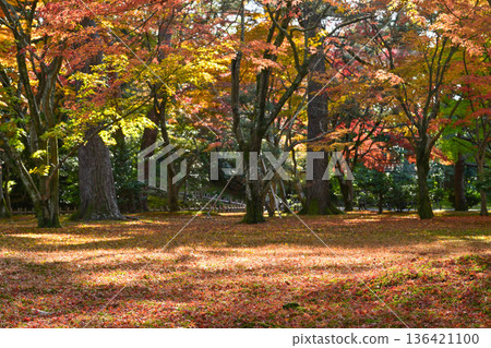 深秋的兼六園,紅葉美麗 深秋的兼六園,紅葉美麗 136421100