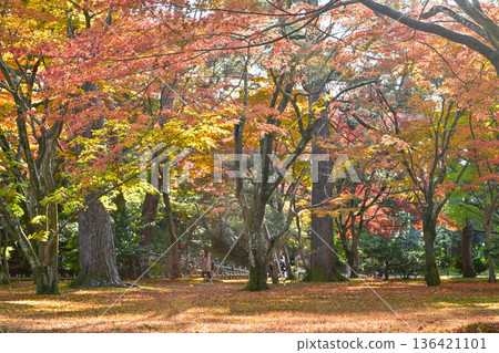 深秋的兼六園,紅葉美麗 深秋的兼六園,紅葉美麗 136421101
