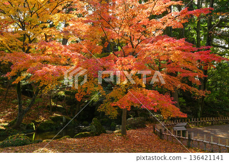 Kenrokuen in late autumn with beautiful autumn leaves Kenrokuen in late autumn with beautiful autumn leaves 136421141