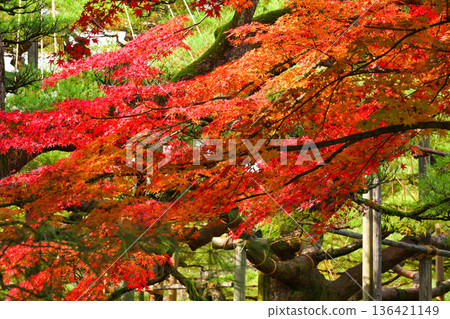 深秋的兼六園,紅葉美麗 深秋的兼六園,紅葉美麗 136421149