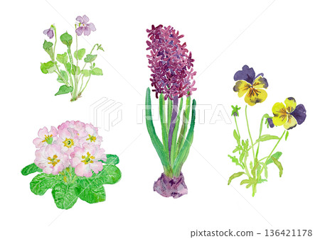 Spring garden flowers watercolor illustration set 136421178