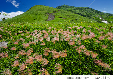 Flower spikes of Aleutiana at Onagahara and the hiking trail to the summit of Mt. Chokai Flower spikes of Aleutiana at Onagahara and the hiking trail to the summit of Mt. Chokai 136421180
