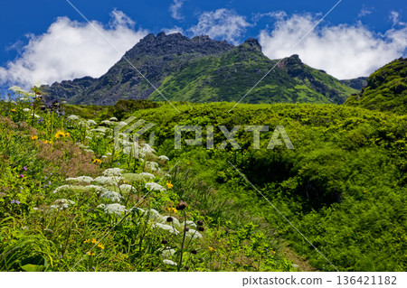 從登山步道眺望鳥海山頂，高山植物競相綻放。 136421182