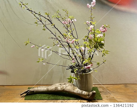 Double cherry blossoms and driftwood arranged in a white pot - Japanese-style background graphics making use of white space 136421192