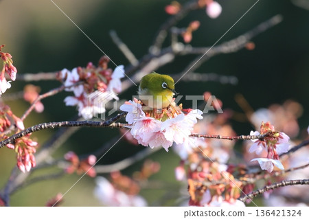 A Japanese white-eye at the Kawazakura cherry tree in Mitachimisaki Park 136421324