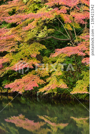 Kenrokuen in late autumn with beautiful autumn leaves and a light rain 136421342
