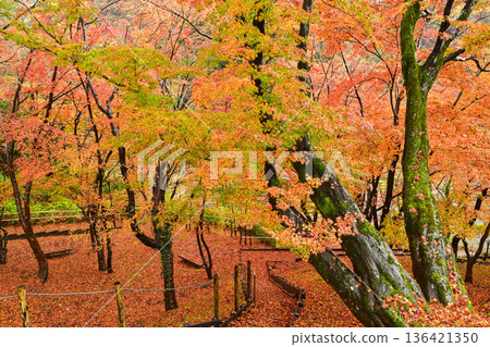 Kenrokuen in late autumn with beautiful autumn leaves and a light rain 136421350