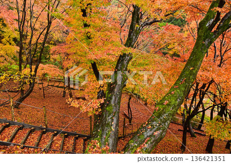 Kenrokuen in late autumn with beautiful autumn leaves and a light rain 136421351