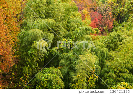 Kenrokuen in late autumn with beautiful autumn leaves and a light rain 136421355