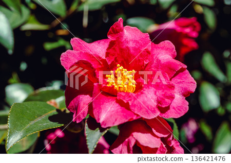 紅山茶花 136421476
