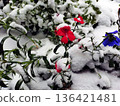 Flowerbed on a snowy day 136421481