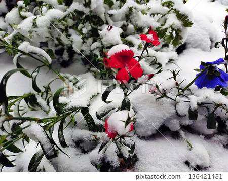 Flowerbed on a snowy day Flowerbed on a snowy day 136421481
